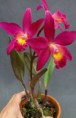 /album/fotogaleria-fotogaleria/cattleya-chian-tzy-guiding-chian-tzy-red-top-jpg1/